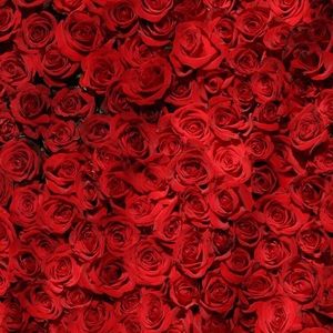 Meet your Posher, Mechelle